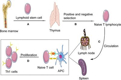 The emerging role of Th1 cells in atherosclerosis and its implications for therapy